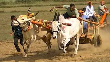 Bullock-Cart-Race-min