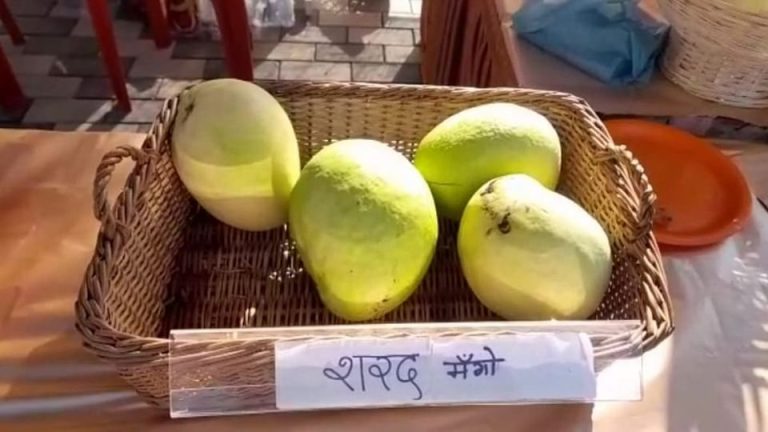 सोलापुरात चक्क ‘शरद आंबा’,२.५ किलो वजन आंब्याला शरद पवारांचं नाव का? हे मोठं कारणही
