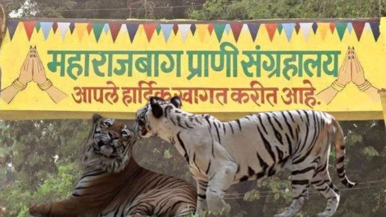 HMPV नंतर आता बर्ड फ्लूचे संकट, नागपुरात तीन वाघ अन् बिबट्याचा मृत्यूनंतर प्रशासन हादरले