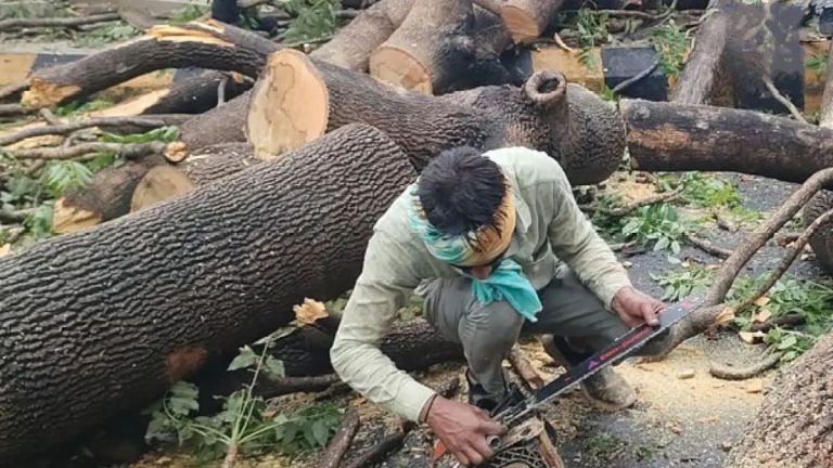 वनाच्छादित भाग ३३ टक्के करण्याच्या केंद्र सरकारच्या सूचना; वृक्षतोडीस आळा घालणारे विधेयक मागे; नव्याने विधेयक होणार सादर