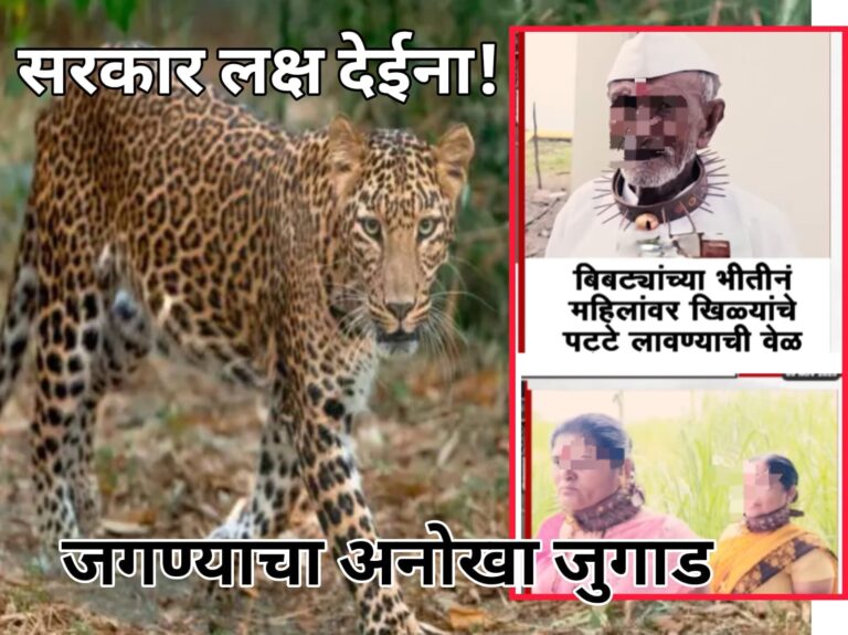 पुणे बिबट्यांची भलतीच दहशत! काही दिवसात 12 मृत्यू शासन लक्ष देईना शेतकऱ्यांचं जगण्याचे हे …अनोख जुगाड!
