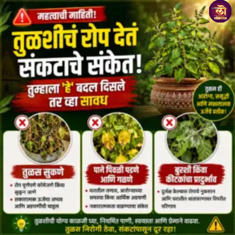 घराच्या दारातील तुळशीचं रोप देतं येणाऱ्या संकटाचे संकेत, तुम्हाला ‘हे’ बदल दिसले तर वेळीच व्हा सावध